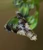 Tephritis formosa